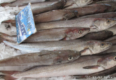 Communiqué : Pêche et vente de merlus en dessous de la taille légale – Condamnation exemplaire du président du comité régional des pêches d’Occitanie