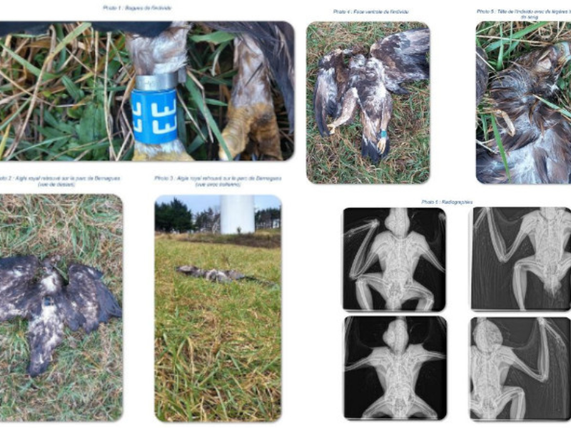 Nouvelle condamnation pénale d’un exploitant d’éoliennes pour destruction d’espèces protégées