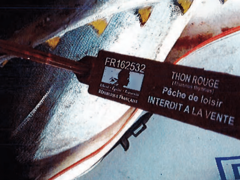 12 pêcheurs de loisirs de Thon rouge condamnés par le tribunal judiciaire de Narbonne