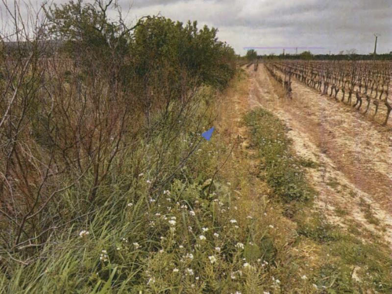 Condamnation de 6 agriculteurs.rices de l’Aude pour non-respect des zones de non-traitement aquatiques