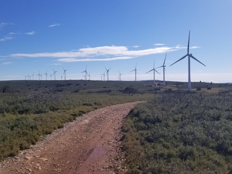 Première condamnation pénale d’un exploitant d’éoliennes pour destruction d’espèces protégées